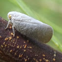 Grey Planthopper