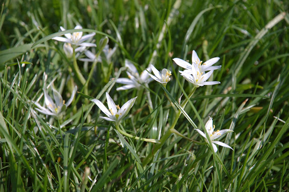 Spotting Image 1