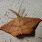 Chickweed geometer