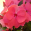 New Guinea Impatiens