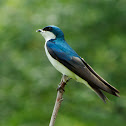 Tree Swallow (male)