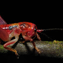 Baby cricket