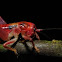Baby cricket