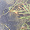 Frog eggs