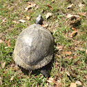 Red Ear Slider