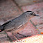 Gray Catbird