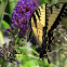 Eastern Tiger Swallowtail