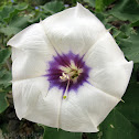 Desert Thorn Apple