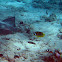 Spotted Eagle Ray