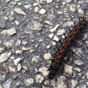 Mourning Cloak Caterpillar