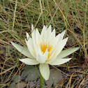lirio