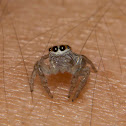 Unknown Jumping Spider