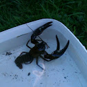 Crayfish