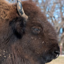 American Bison