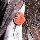 Brown fungus on tree