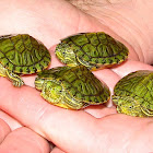 Hatchling Red-eared Sliders