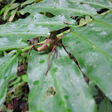 Katydid Nymph