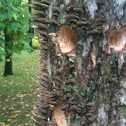 Fungus 