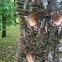 Fungus 