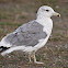California Gull