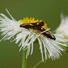 Micromoths (mating)