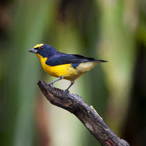 Birds of Colombia