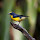 Birds of Colombia