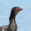 Reed cormorant
