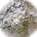 Bark Jumping Spider