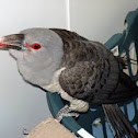Channel-bill Cuckoo