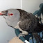 Channel-bill Cuckoo