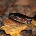 Slaty-grey snake