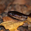 Slaty-grey snake
