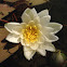 Water Lily