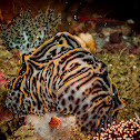 Nudibranch