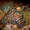 Nudibranch