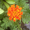 Marigold