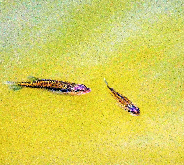 Large Mouth Bass ( Fry) Project Noah