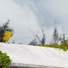 Social Flycatcher