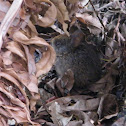 Marsh Rabbit