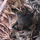 Marsh Rabbit
