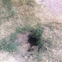 Gopher hole.