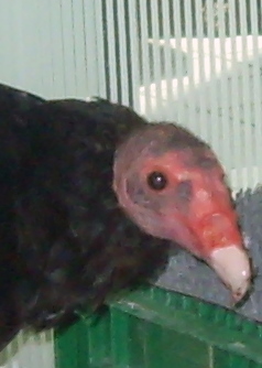 Spotting Image 1