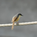 Ashy prinia