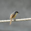 Ashy prinia