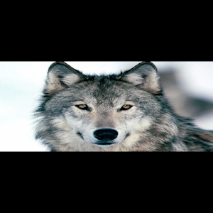 animal wallpaper dieren animal.apk 0.1