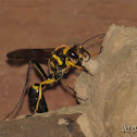 Mud Dauber Wasp