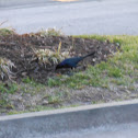 Black Birds