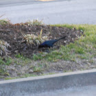 Black Birds