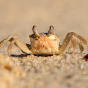 Crab